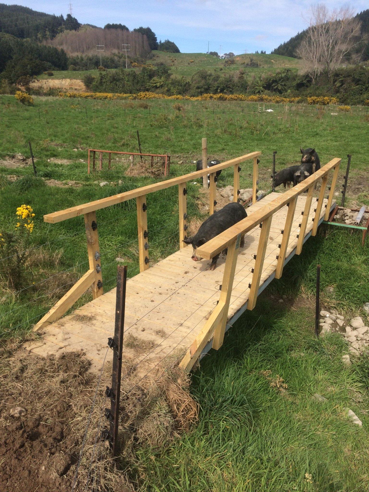 TFWF#46: The Bridge of Swines