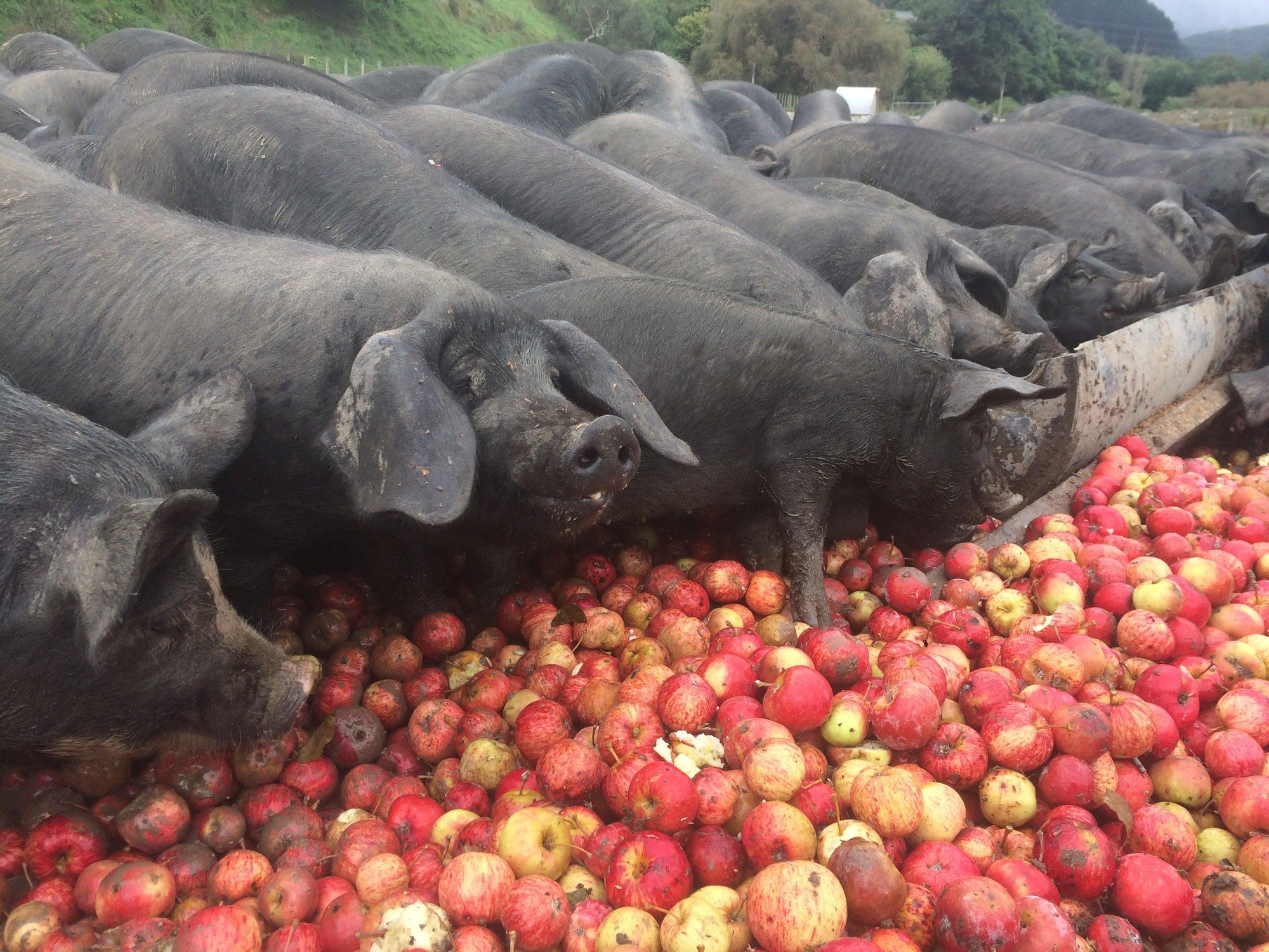 Free Range is not just a marketing term!