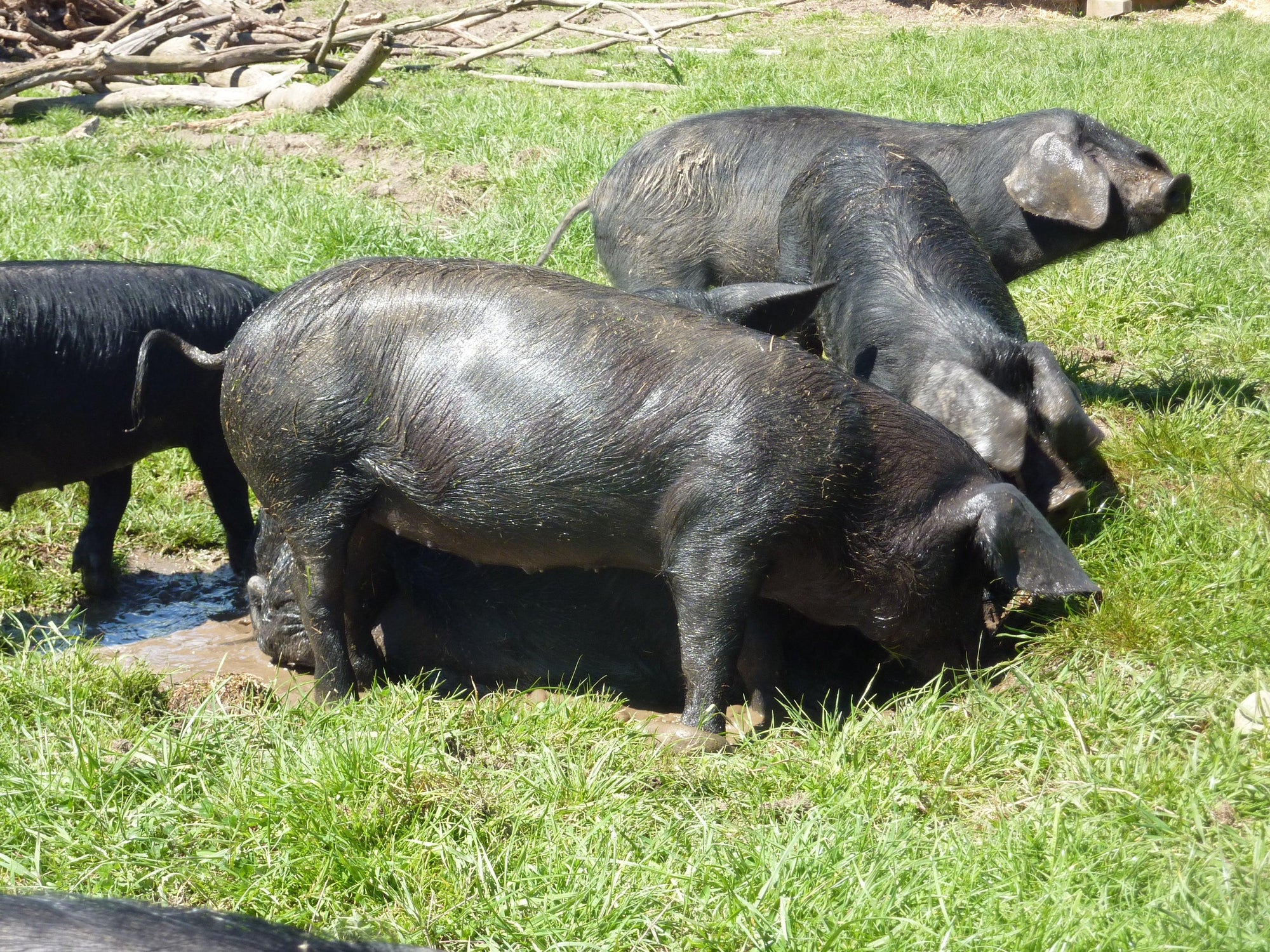 Is Free Range pork better?